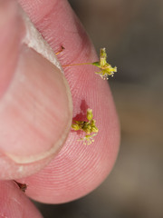 Eriogonum arizonicum