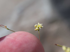 Eriogonum arizonicum