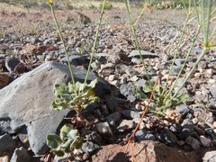 Eriogonum arizonicum