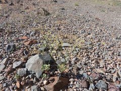 Eriogonum arizonicum