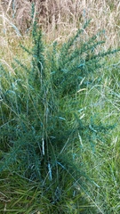 Ulex europaeus, recorded vegetative