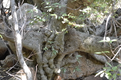 Ficus salicifolia