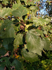 Crataegus pruinosa
