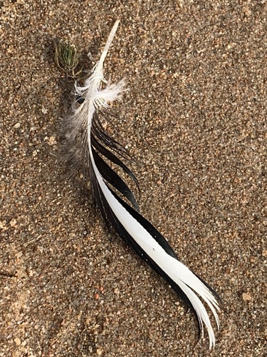 Plume de Garrot à œil d'or