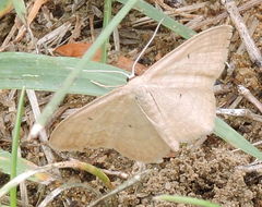 Scopula inductata