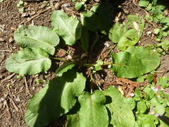 Rumex
