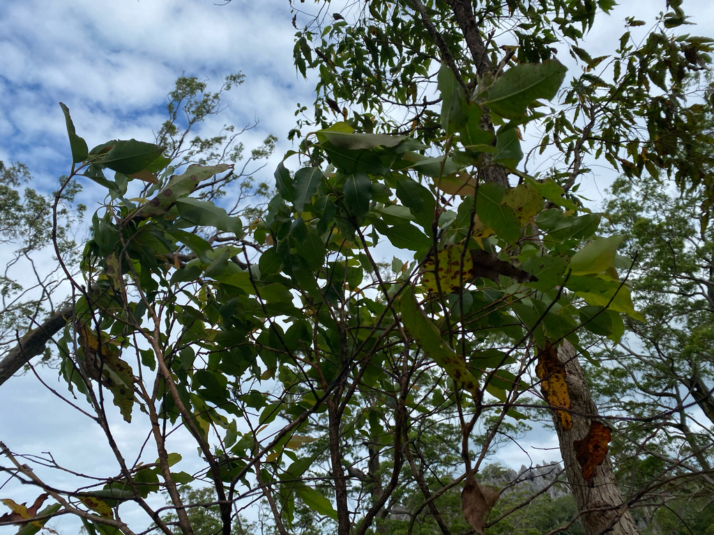 Ampupu (Eucalyptus urophylla)