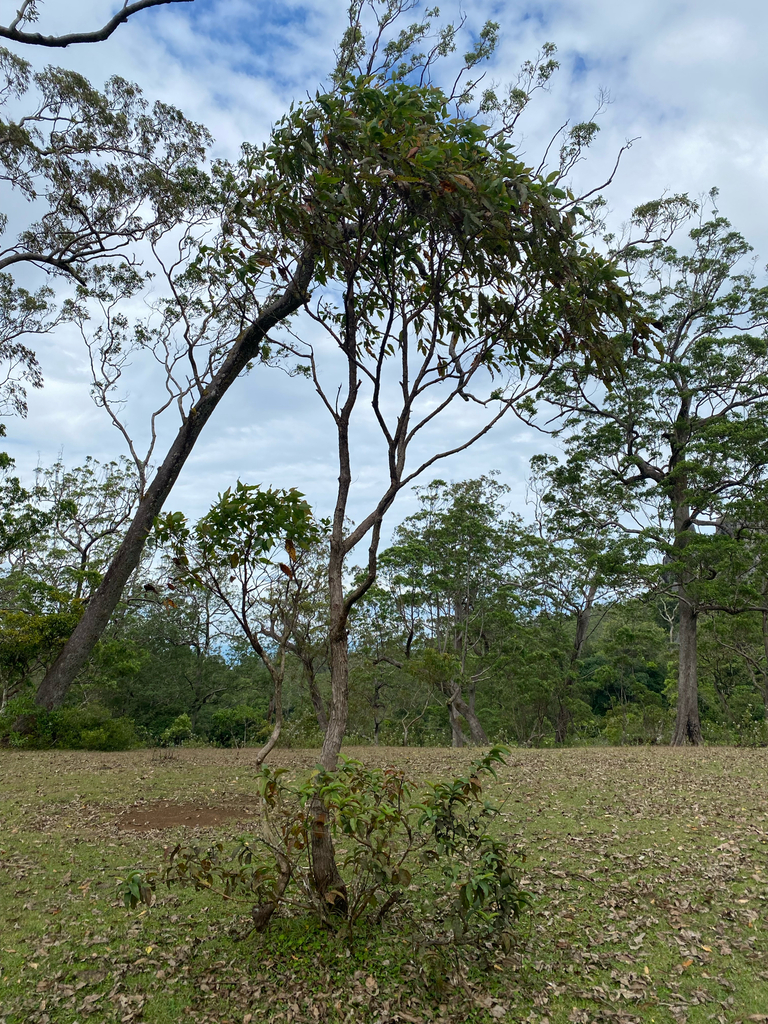 Timor mountain gum (Eucalyptus urophylla)