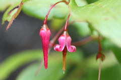 Vaccinium erythrocarpum