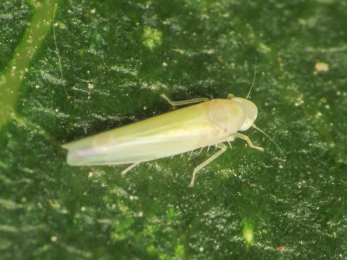 Ficocyba ficaria