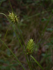 Carex bullata