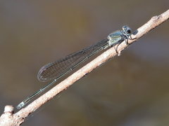 Pseudagrion jedda