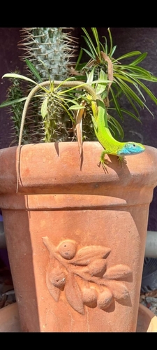Green Lizard