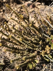 Veronica buchananii