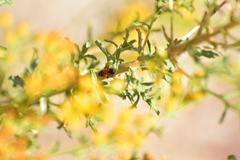 Melanopleurus belfragei