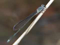 Pseudagrion jedda