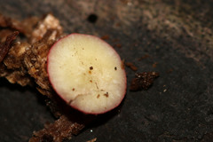 Neuroterus quercusbaccarum