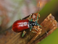 Cochabamba diversicolor