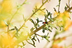 Melanopleurus belfragei