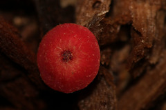 Neuroterus quercusbaccarum