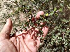 Ceanothus cuneatus cuneatus