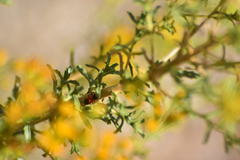 Melanopleurus belfragei