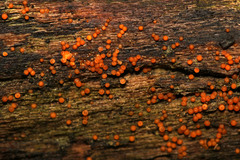 Hydropisphaera peziza