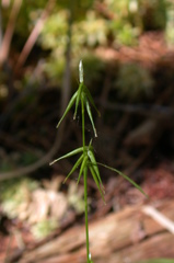 Carex collinsii