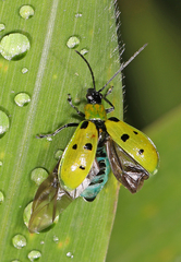 Diabrotica decempunctata