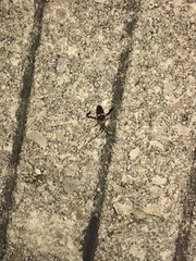 Leptoglossus clypealis