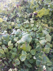 Symphoricarpos albus