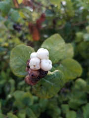 Symphoricarpos albus