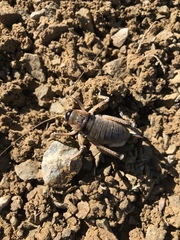 Deinacrida connectens