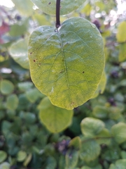 Symphoricarpos albus