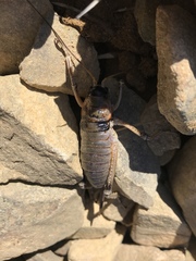 Deinacrida connectens