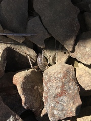 Deinacrida connectens