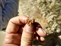 Ceanothus cuneatus cuneatus