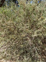 Ceanothus cuneatus cuneatus