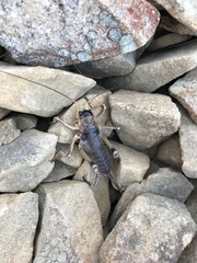 Deinacrida connectens