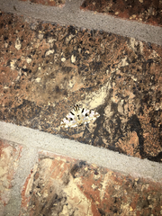 Conchylodes salamisalis