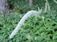 Actaea simplex
