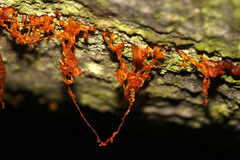 Quaternaria quaternata