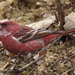 Typical Rosefinches - Photo (c) M.Nishimura, some rights reserved (CC BY-SA)