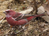 Typical Rosefinches - Photo (c) M.Nishimura, some rights reserved (CC BY-SA)