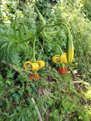 Pyrenean lily
