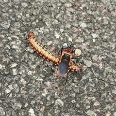 Haematoloecha nigrorufa