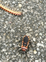 Haematoloecha nigrorufa