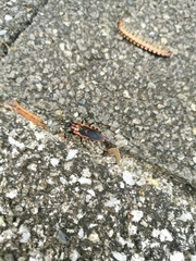 Haematoloecha nigrorufa