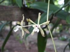 Encyclia