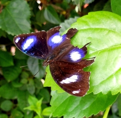 Hypolimnas bolina philippensis